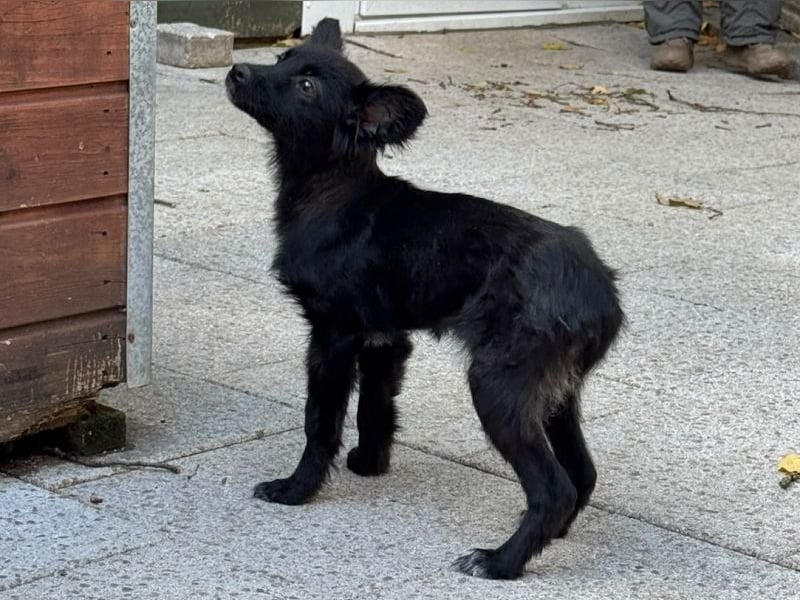 ♥TRACY♥ neu auf Pflegestelle bei Köln - zuckersüßes, verspieltes Welpenmädchen 33 cm (wachsend)