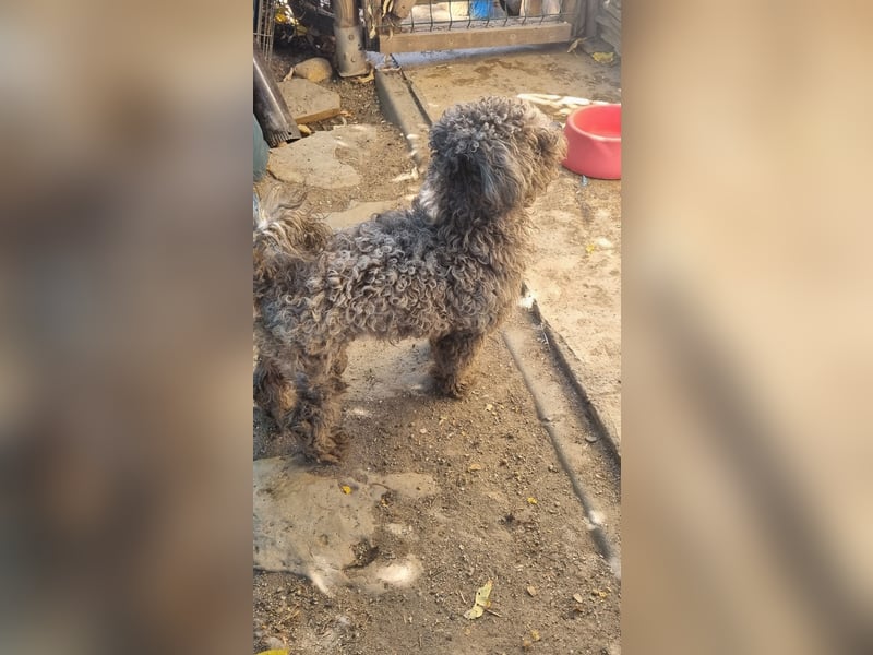 ⭐️SNICKERS⭐️, Pudel-Mischling, Rüde, 2 Jahre, 30 cm, Tierschutz Rumänien