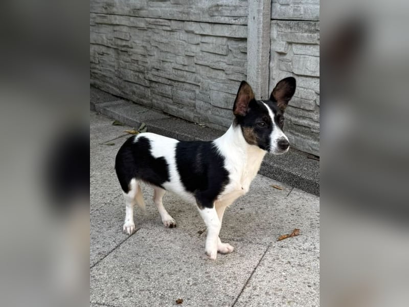 ♥TILLY♥ auf Pflegestelle bei Köln - unglaublich liebes, süßes kleines Mädchen 29cm (wachsend)