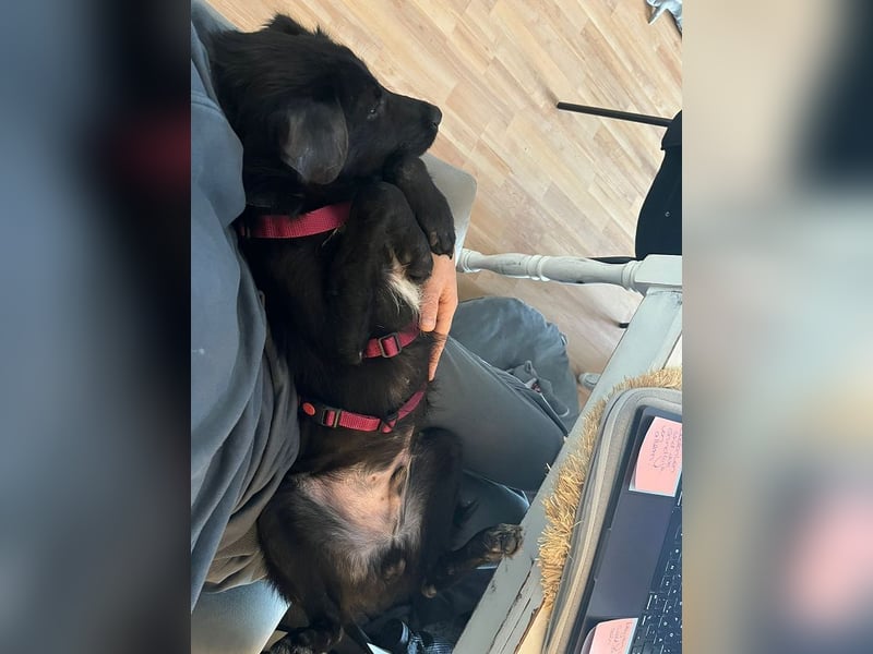 ♥CHICO♥ auf Pflegestelle in Köln - zuckersüßer, verschmuster, sanfter Junior 38 cm