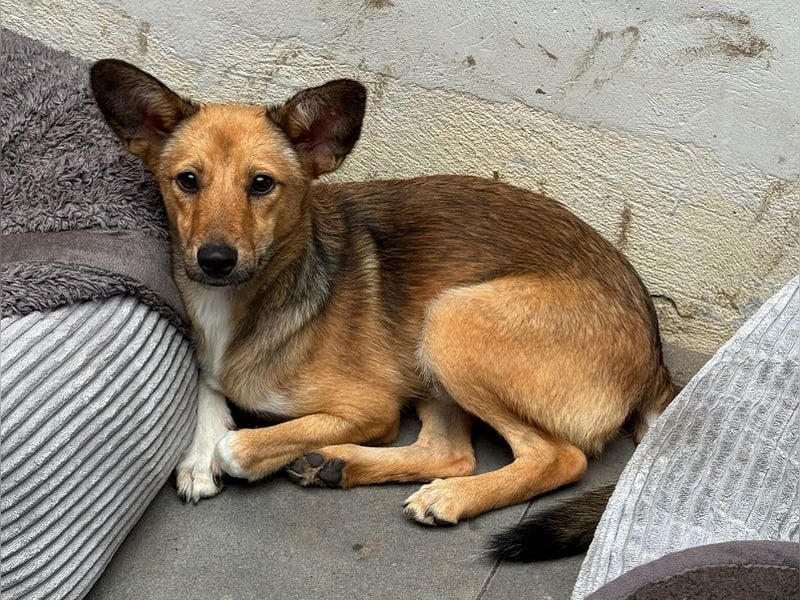 ♥DUMBO♥ neu auf Pflegestelle bei Köln - süßer, lieber, anfangs noch vorsichtiger Rüde 35cm