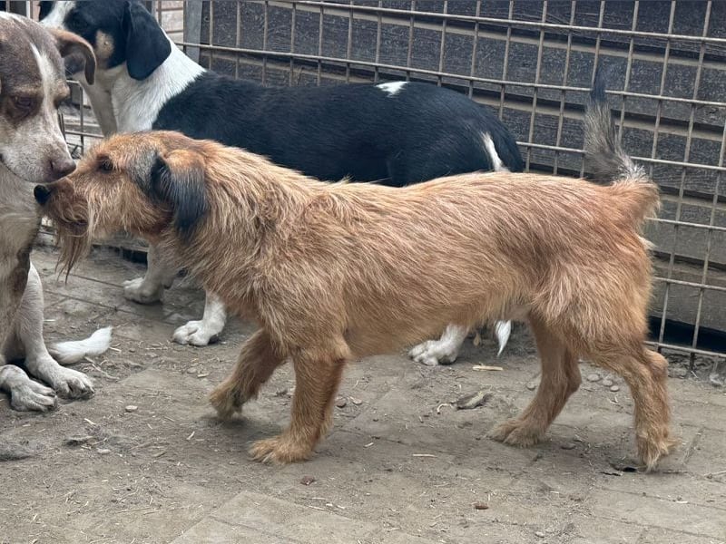 ♥FORREST♥ sensibler, sanfter, noch zurückhaltender kleiner Schatz 38 cm