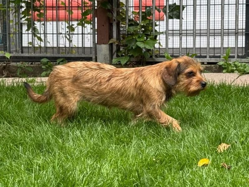 ♥ANTONELLA♥ neu auf Pflegestelle bei Köln - zuckersüße, etwas zurückhaltende Welpin 40cm (wachsend)