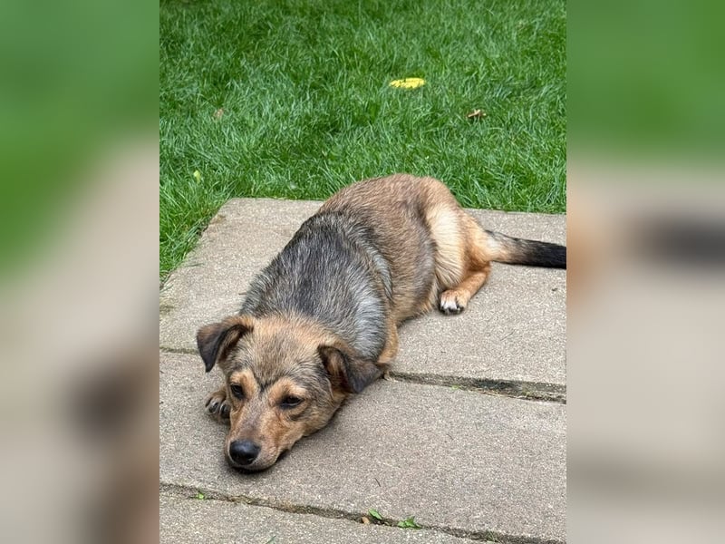 ♥FLO♥ neu auf Pflegestelle bei Köln - süßer, hübscher, noch etwas schüchterner Welpe 34cm