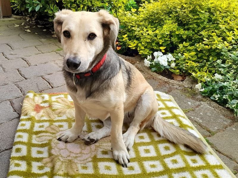 ♥MABLE♥ verliert ihr Zuhause bei Münster - hübsche, ganz liebe, anhängliche Hündin 40 cm