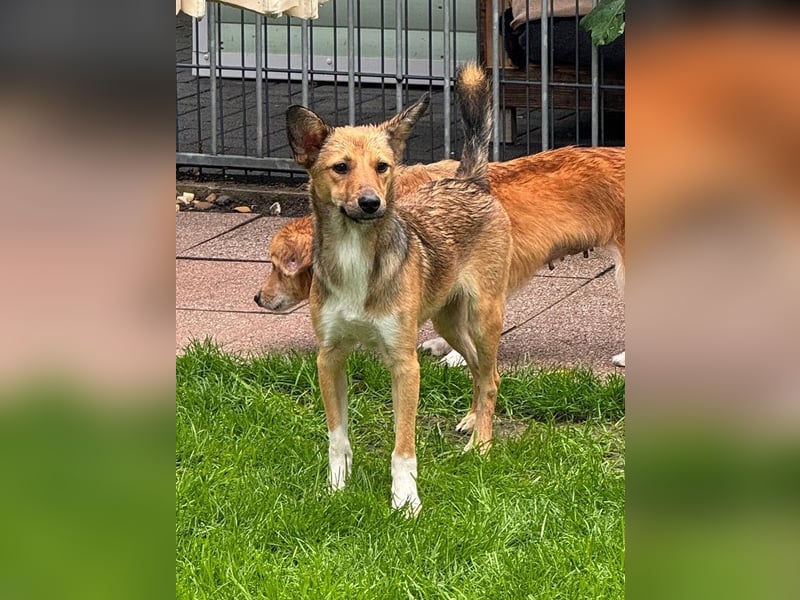♥DUMBO♥ neu auf Pflegestelle bei Köln - süßer, lieber, anfangs noch vorsichtiger Rüde 35cm