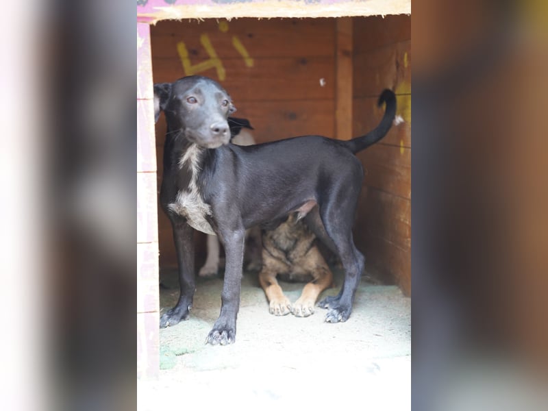⭐️TODD⭐️, tapsiger Entdecker, Welpe, Rüde, 9 Monate, ca. 24 cm, Mischling, Tierschutz