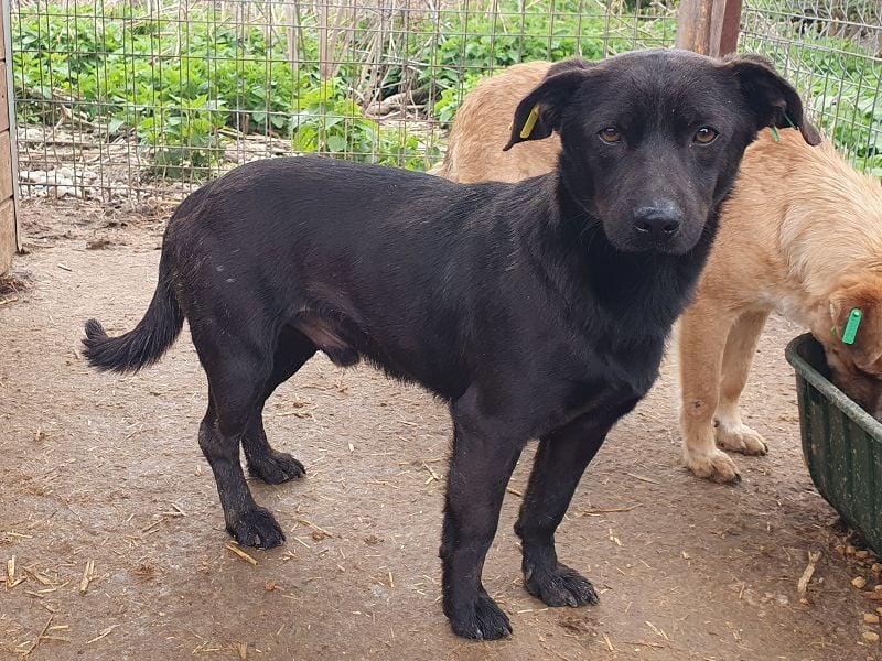 ♥THEO♥ hübscher, ganz lieber kleiner Rüde, der lieber helle Fellfarbe hätte 38 cm