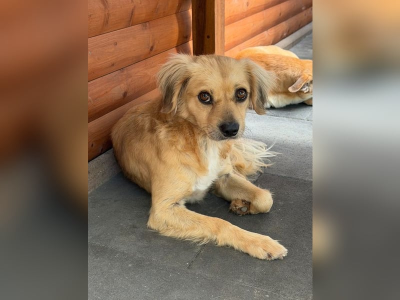 ♥BARLEY♥ neu auf Pflegestelle bei Köln - wunderschöner, noch etwas unsicherer Junghund 40cm