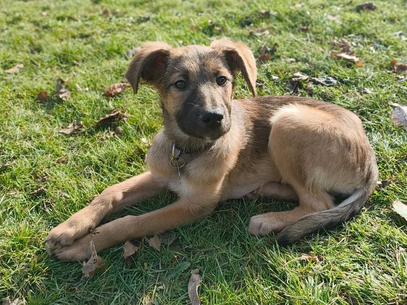 ♥TERESA♥ neu auf Pflegestelle bei Köln - zuckersüße, verspielte Welpin 38cm (wachsend)