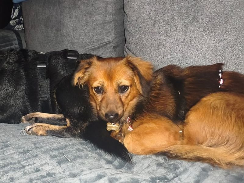 ♥PINKY♥ neu auf Pflegestelle bei Aachen - süßes, noch etwas zurückhaltendes Hundemädchen 38cm