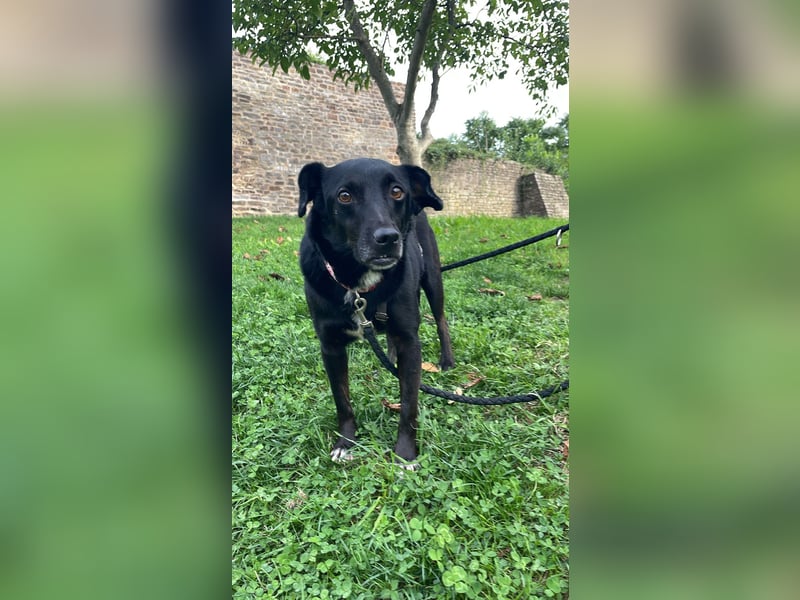 RANA, schüchterne Zweithündin, Pflegestelle Hennef, 5 Jahre, 38 cm, Tierschutz Rumänien