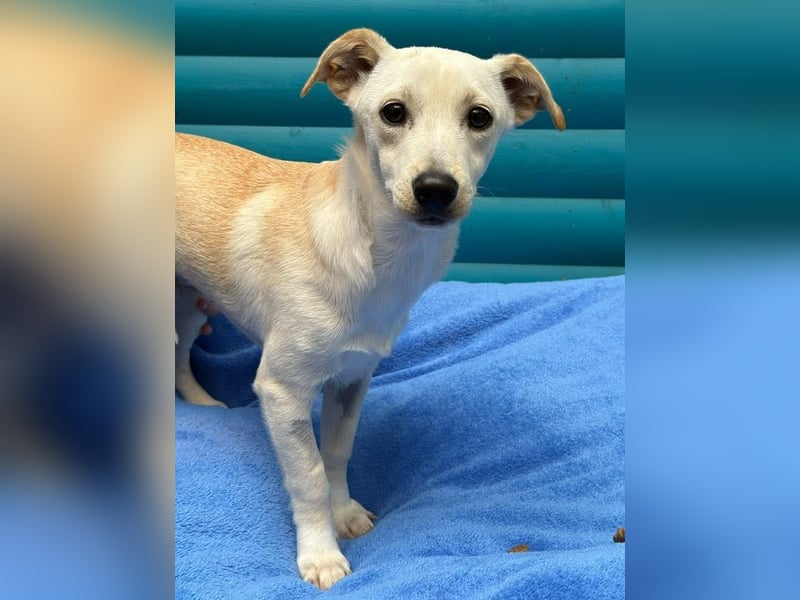 ♥LUNA♥ auf Pflegestelle bei Köln - niedliche, noch unsichere kleine Junghündin 35cm