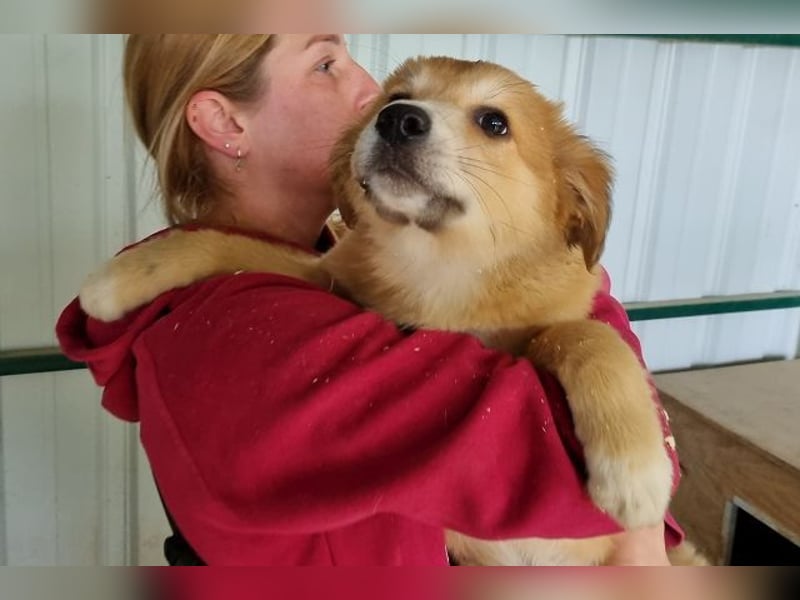 ♥LANDO♥ süßer, verspielter Kuschelbär 37 cm (wird 50-60 cm groß)