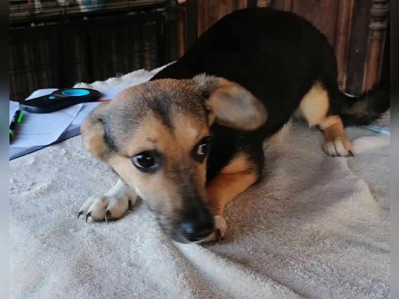⭐️MISSY⭐️, süßer Dackel-Mischling, Hündin, 4 Jahre, 31cm, Mischling, Tierschutz Rumänien
