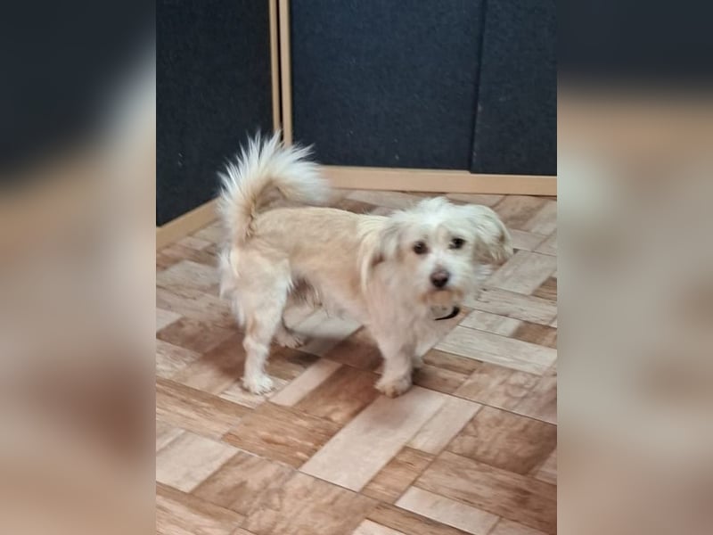 ♥FROSTY♥ neu auf Pflegestelle bei Köln - süßer, lieber, eher ruhiger kleiner Wuschelrüde 28 cm