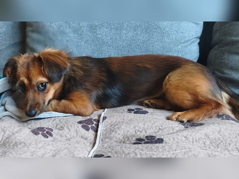♥PINKY♥ auf Pflegestelle bei Aachen - zuckersüßes, verspieltes Hundemädchen 38cm