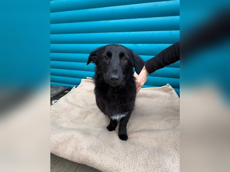 ♥LUGH♥ neu auf Pflegestelle bei Duisburg - süßer, ganz zutraulicher Junior 35 cm (bleibt kleiner)