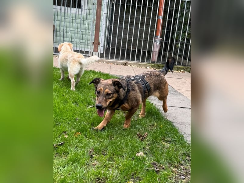 ♥MAYA♥ neu auf Pflegestelle bei Köln - süße, ganz liebe, noch unsichere kleine Junghündin 35 cm