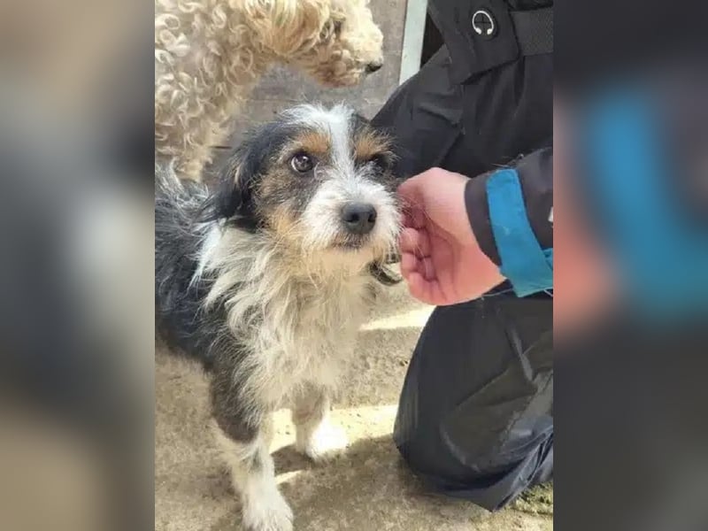 ♥BALU♥ ab Anfang Nov auf Pflegestelle bei Köln - zuckersüßer, verschmuster kleiner Rüde 30 cm