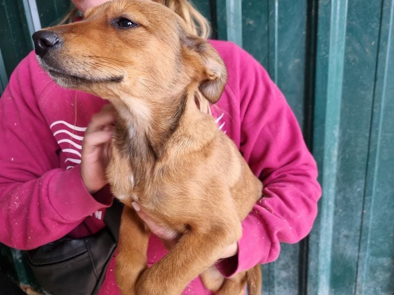 ♥VERONA♥ süßes, fuchsfarbenes noch etwas vorsichtiges kleines Mädchen 32 cm (wachsend)