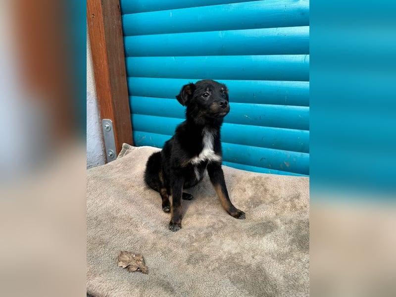 ♥BAMBU♥ auf Pflegestelle bei Köln - entzückendes, verspieltes Hundemädchen 37cm (wird mittelgroß)