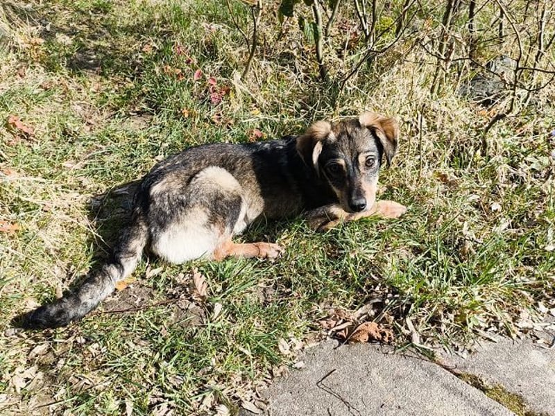 ♥HEIDI♥ auf Pflegestelle bei Köln - süße, verspielte Herzenshündin 32cm (wachsend)