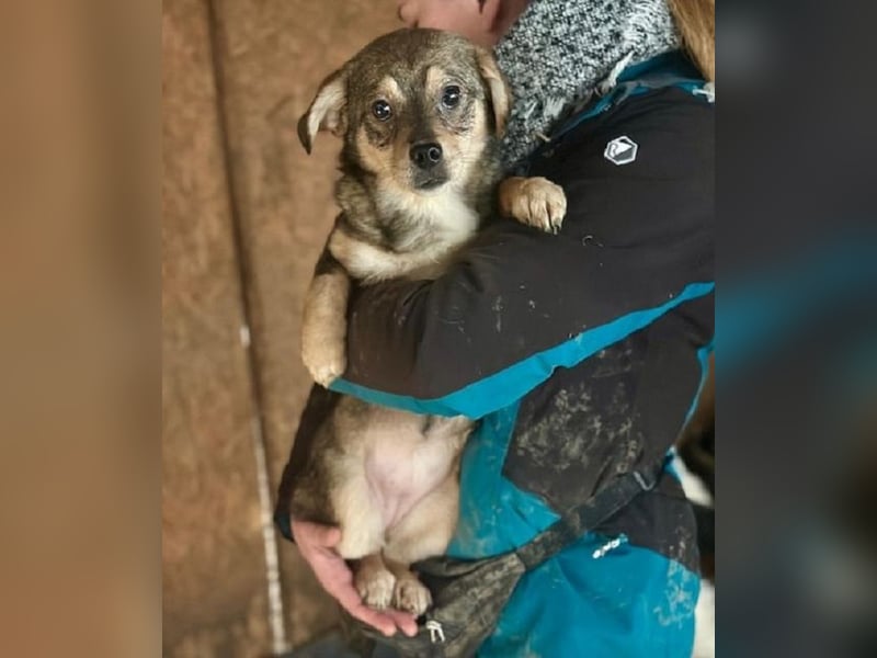 ♥HEDWIG♥ ab 28. Feb auf Pflegestelle bei Duisburg - süßes, verspieltes Welpenmädchen 30cm (wachsend)