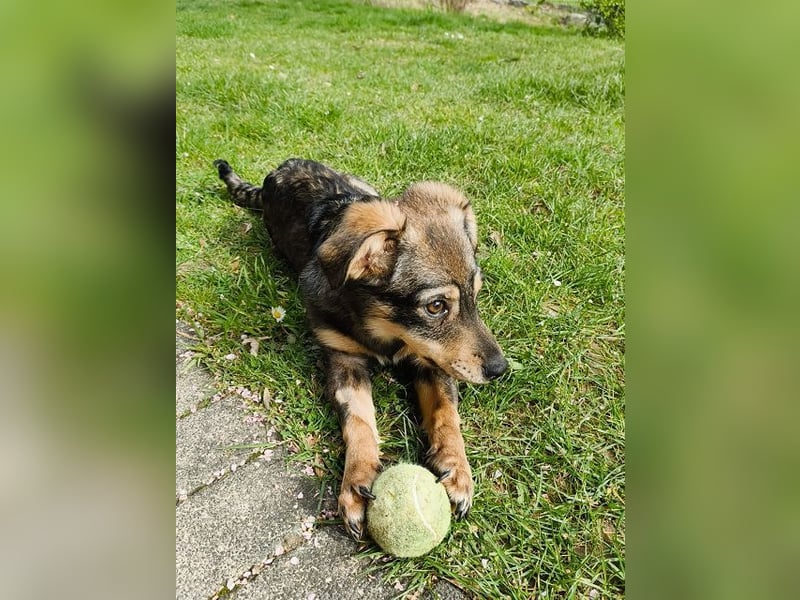 ♥HEIDI♥ auf Pflegestelle bei Köln - süße, verspielte Herzenshündin 32cm (wachsend)