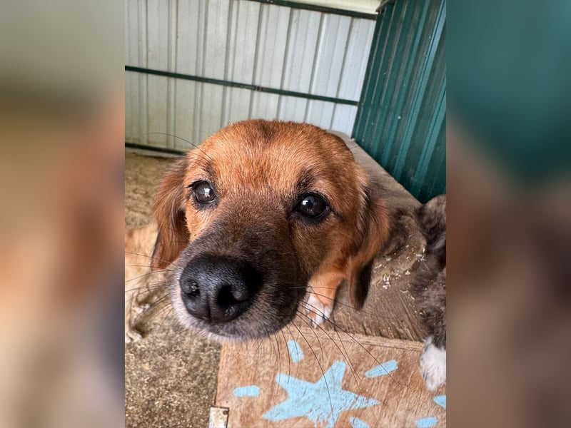 ♥TONI♥ neu auf Pflegestelle bei Köln-süßer, total liebenswerter und aufgeschlossener Rüde - klein