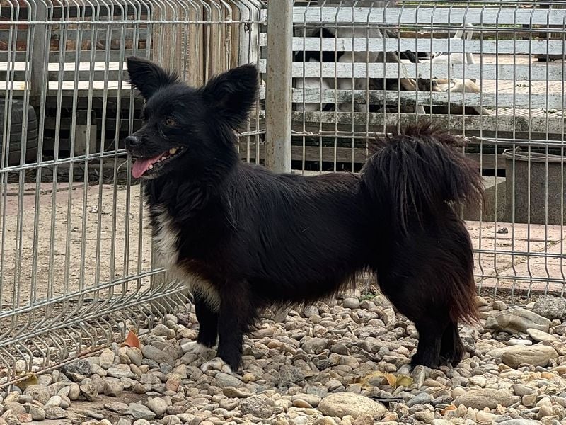 ♥VICKY♥ neu auf Pflegestelle bei Köln - zuckersüße, sehr menschenbezogene, zarte Mini-Maus 30-35cm