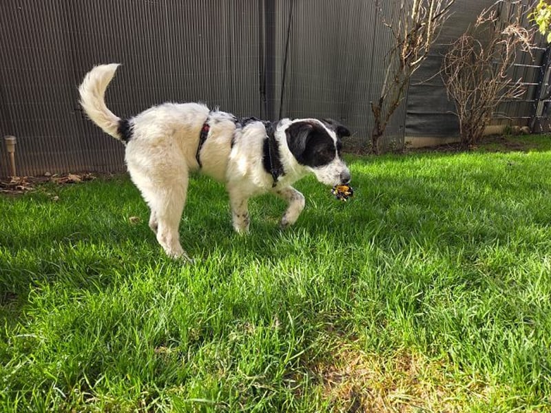 ♥ELSA♥ am 1. März im WDR Tiere suchen ein Zuhause - niedliche, verspielte Welpin 40 cm