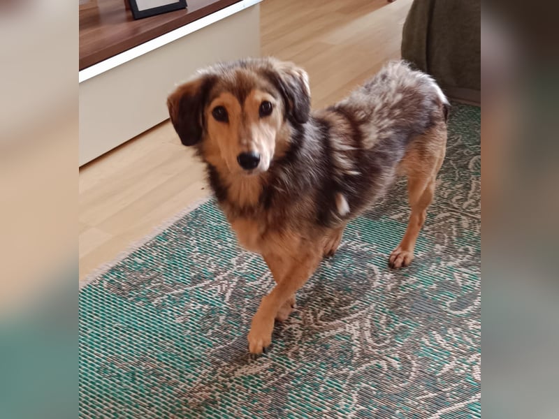 ALINE, sanftes Seelchen, Pflegestelle Rösrath, 2 Jahre, 32 cm, Mischling, Tierschutz Rumänien