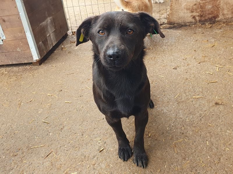 ♥THEO♥ hübscher, ganz lieber kleiner Rüde, der lieber helle Fellfarbe hätte 38 cm