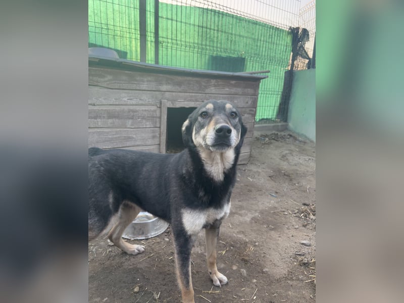 ⭐️ONYA⭐️, liebe Hundeseele, Hündin, 3,5 Jahre, 40 cm, Mischling, Tierschutz Rumänien