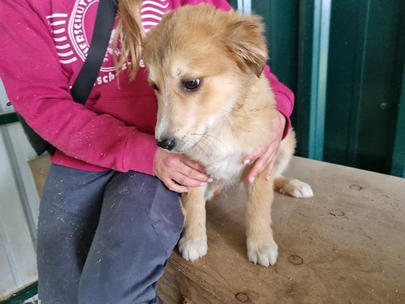 ♥LANDO♥ süßer, verspielter Kuschelbär 37 cm (wird 50-60 cm groß)