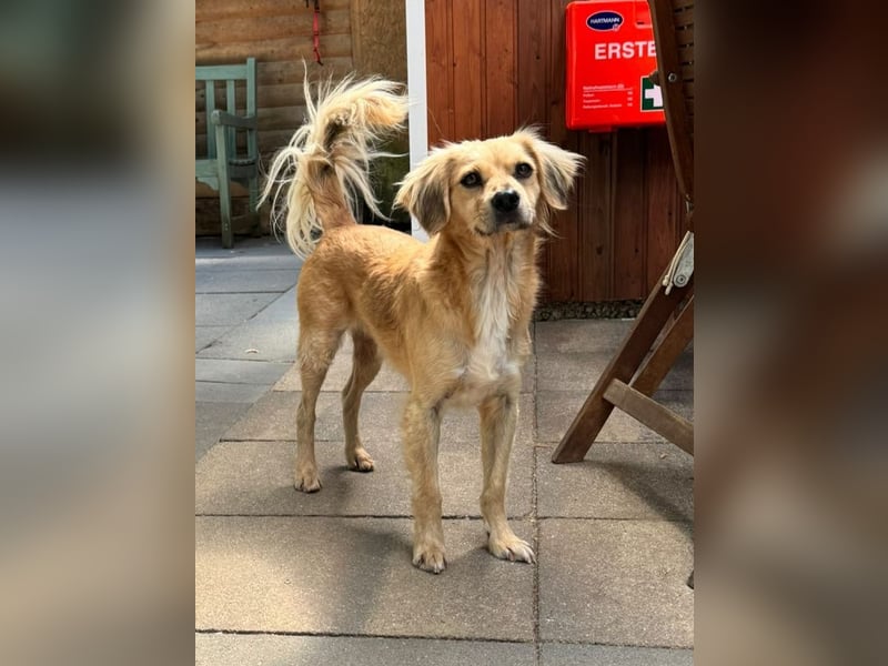 ♥BARLEY♥ neu auf Pflegestelle bei Köln - wunderschöner, noch etwas unsicherer Junghund 40cm