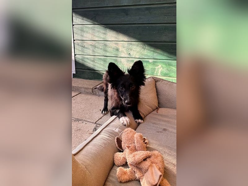 ♥TOKIO♥ auf Pflegestelle bei Köln - zuckersüßer, verspielter kleiner Welpe 28 cm