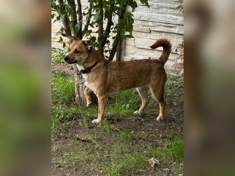 ♥KARA♥ auf Pflegestelle bei Köln - zuckersüße, verschmuste und verspielte Junghündin 30cm
