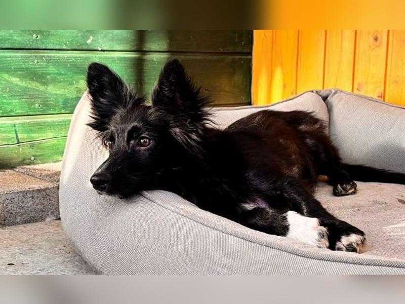 ♥TOKIO♥ auf Pflegestelle bei Köln - zuckersüßer, verspielter kleiner Welpe 28 cm