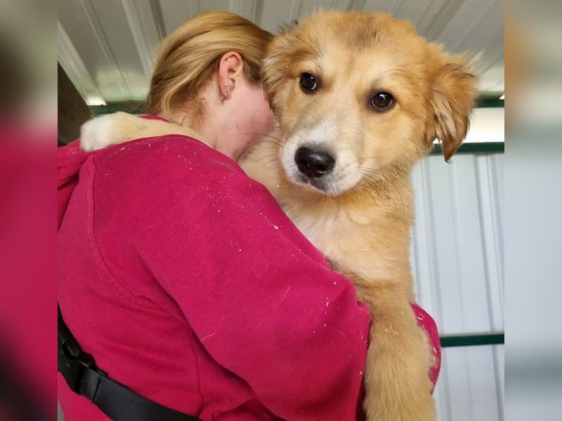 ♥LANDO♥ süßer, verspielter Kuschelbär 37 cm (wird 50-60 cm groß)