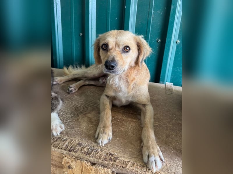 ♥BARLEY♥ ab 31. Juli auf Pflegestelle bei Köln - wunderschöner, menschenbezogener Junghund 40cm