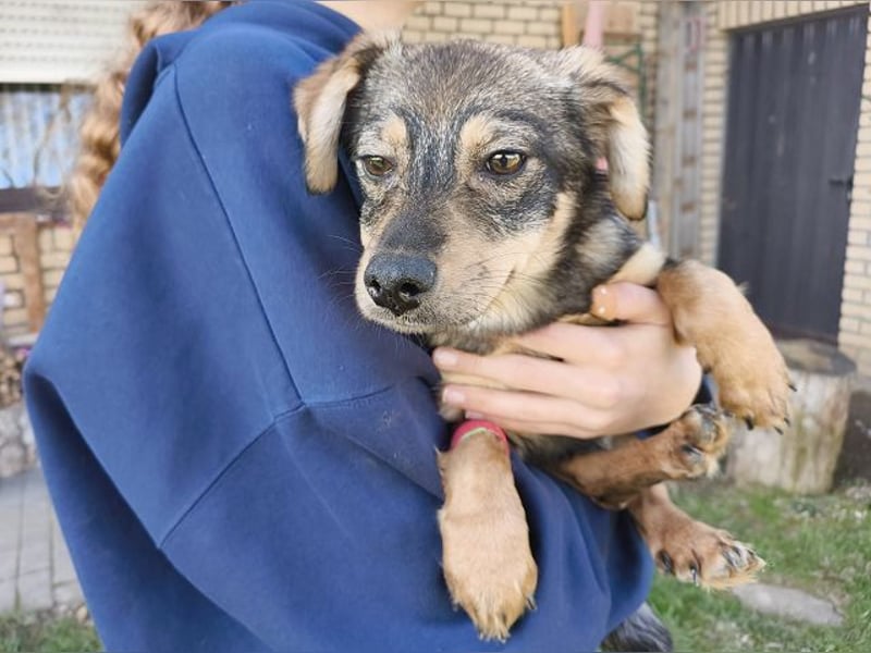♥HEIDI♥ neu auf Pflegestelle bei Köln - süße Welpin, die im Moment aufgepäppelt wird 32cm (wachsend)