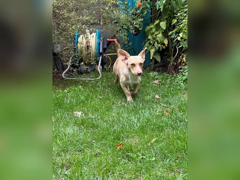 ♥ESTRELLA♥ neu auf Pflegestelle bei Köln - süße, verschmuste, aufgeschlossene Hündin 36cm