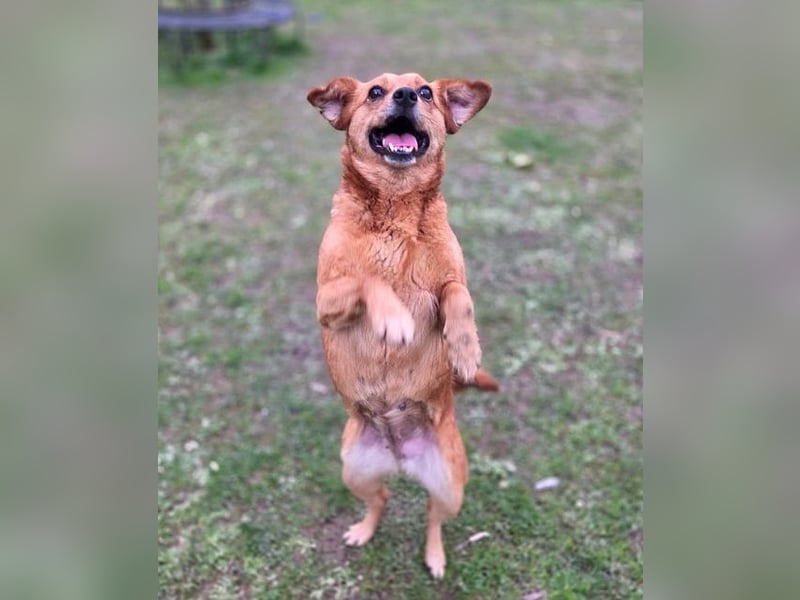 ♥MARILOU♥ auf Pflegestelle bei Köln - absolut menschenbezogene und verschmuste Hündin 40cm