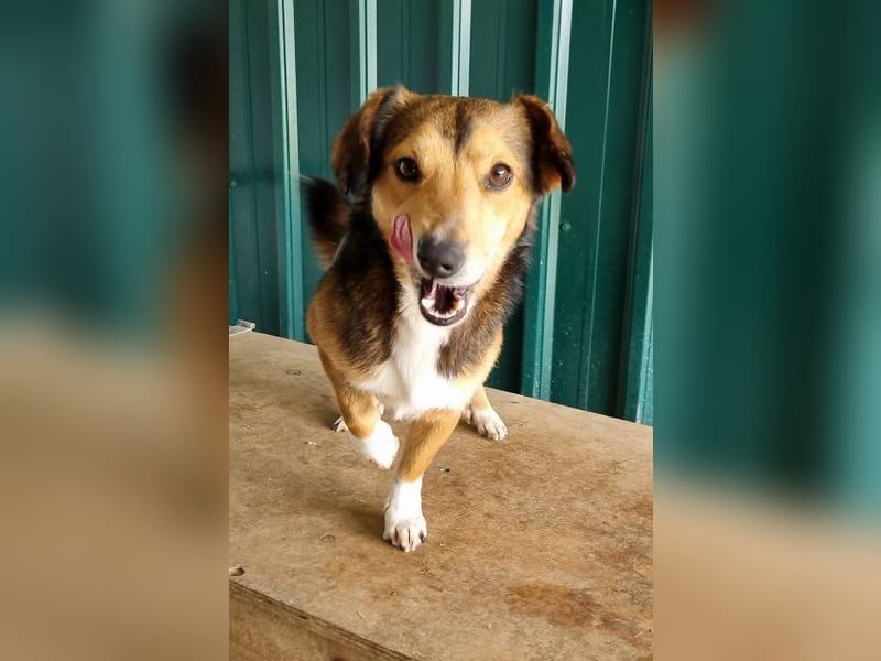 ♥BIXBY♥ hübscher, ganz aufgeschlossener, unkomplizierter echter Sonnenschein 39 cm