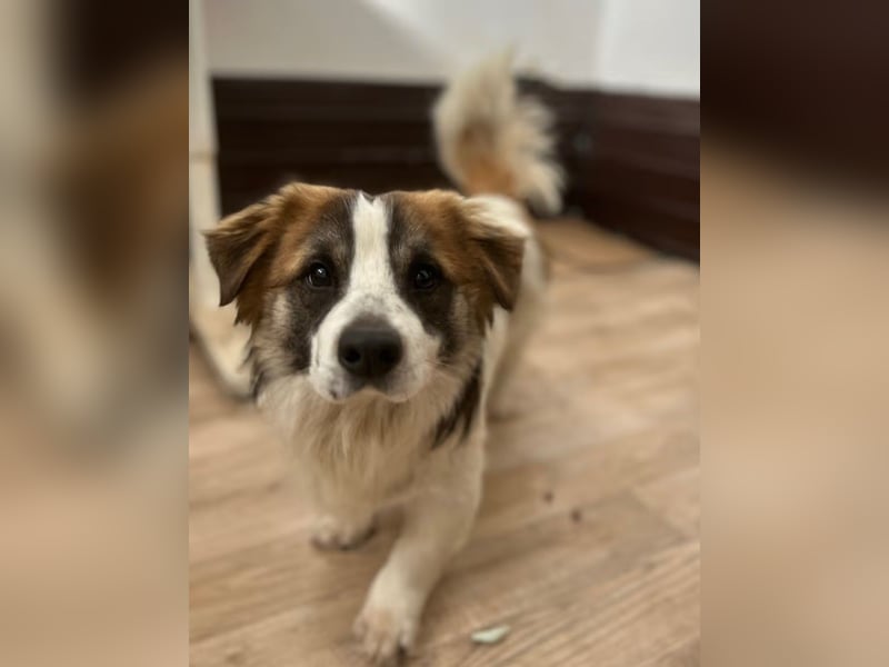 ⭐TOC⭐, süßer Kerl, Rüde, 2 Jahre, 35 cm, Mischling, Tierschutz Rumänien