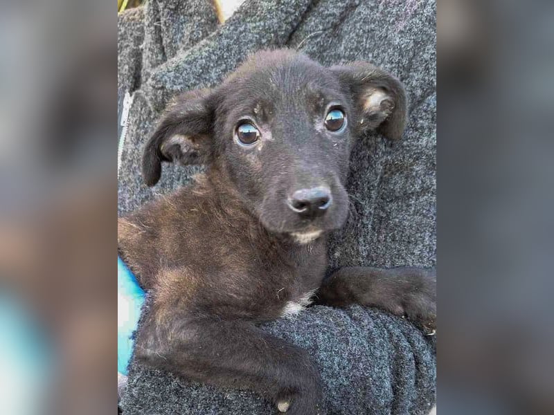 ⭐URBAN⭐, neugieriger Hundemann, 9 Monate, 33 cm, Mischling, Tierschutz Rumänien