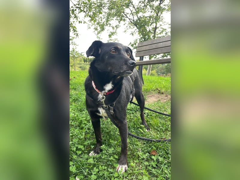 RANA, schüchterne Zweithündin, Pflegestelle Hennef, 5 Jahre, 38 cm, Tierschutz Rumänien