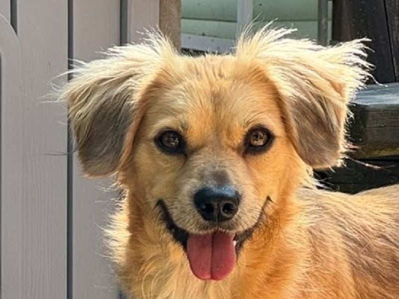 ♥BARLEY♥ neu auf Pflegestelle bei Köln - wunderschöner, noch etwas unsicherer Junghund 40cm